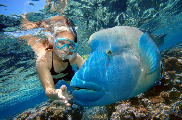 snorkeller-maori-wrasse-1120x744